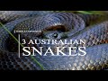 Rare sighting 3 australian venomous snakes together  2 tiger snakes and one copperhead snake