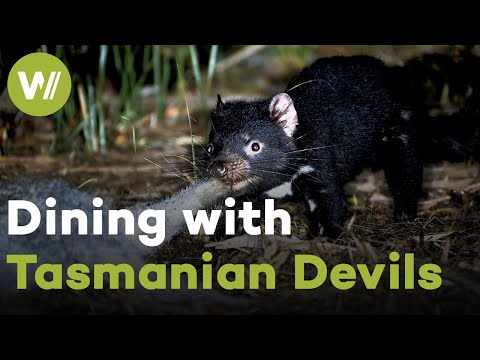 Video: Pet Scoop: Puppy pomáha deťom s rozdielmi tváre, nová nádej pre tasmánskych diablov