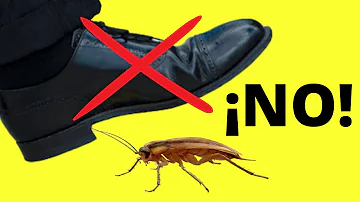 ¿Por qué no hay que pisar nunca una cucaracha?