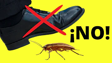 ¿Por qué no se debe aplastar una cucaracha?