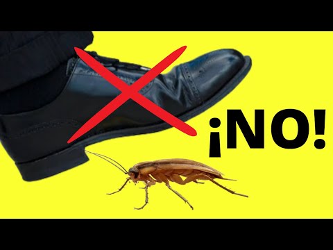 Video: ¿Tiene una cucaracha un caparazón duro?