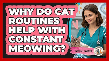 Why Do Cat Routines Help With Constant Meowing? - Happy Cat Handbook
