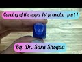 Carving Of The Upper 1st Premolar Part 1 By Dr Sara Shogaa Carving Of The Upper 1st Premolar Part 1 By Dr Sara Shogaa