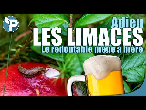 Vidéo: Utiliser la bière comme piège à limaces – Faire des pièges à bière pour les limaces