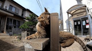 【猫島】ゴロゴロと甘えるトラ猫が塀から落ちそうになる