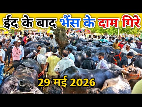 ईद के बाद भैंस के दाम गिरे | आज के ताज़ा रेट 2026 | Pashu Mandi | Buffalo Market | Mandi Vlogs