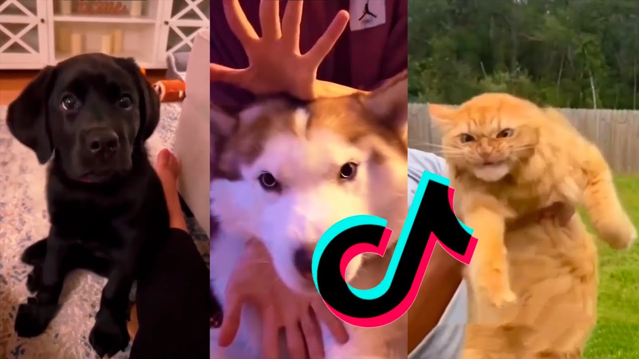 Compilation of TikTok funny animals #29 - YouTube