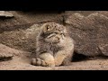 Pallass cat kitten is learning to put paws on a tail