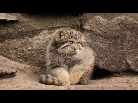 Pallas’s cat kitten is learning to put paws on a tail