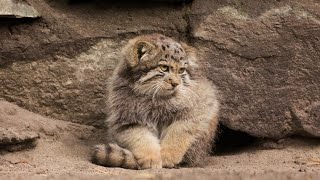 Pallas’s cat kitten is learning to put paws on a tail by Manulization (Pallas's Cats) 422,757 views 1 year ago 11 seconds