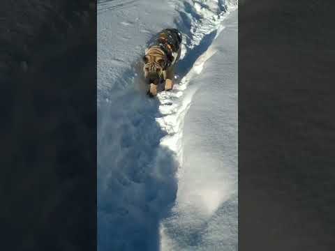Щенок шарпея. Sharpei puppy