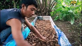 Cara Budidaya jamur janggel jagung ‼️ dan pembuatan bok atau bedengan