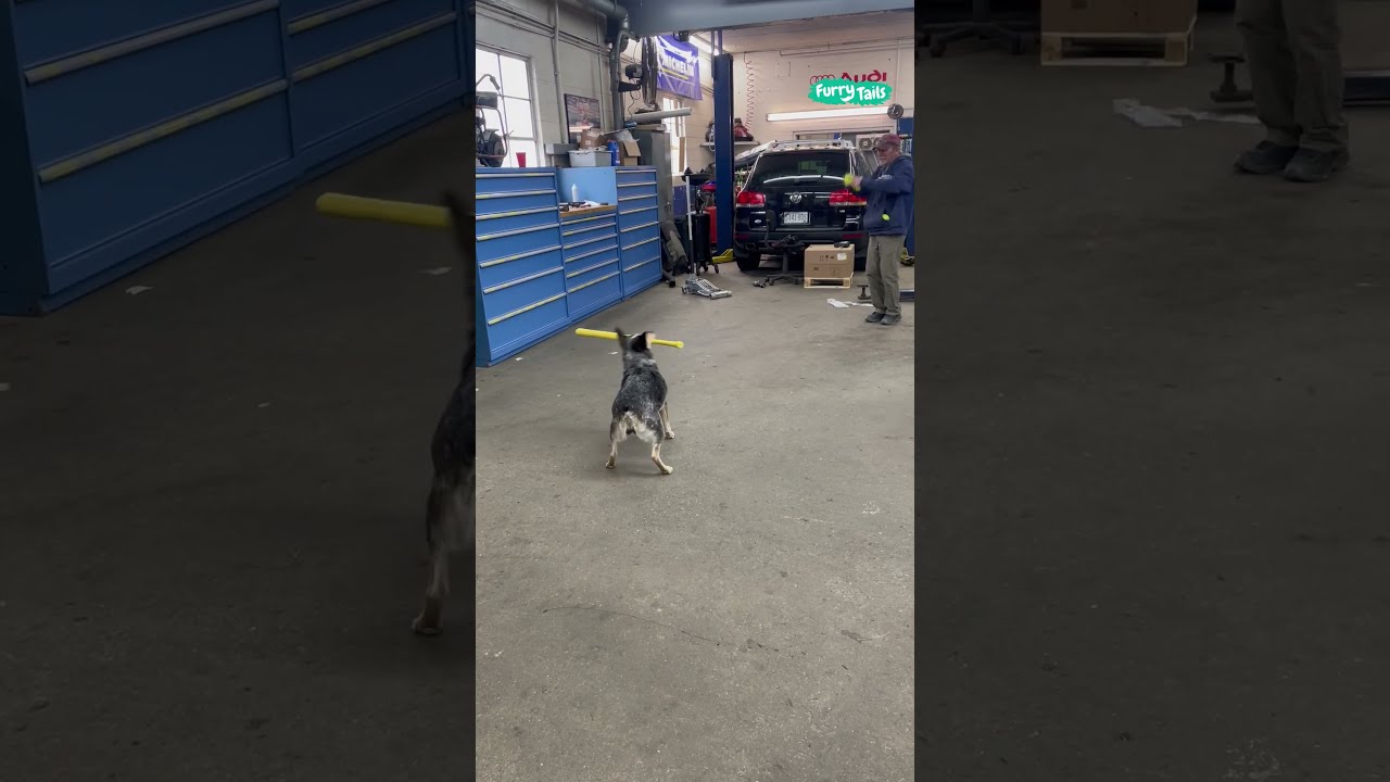 Pepper Loves To Play Baseball Shorts
