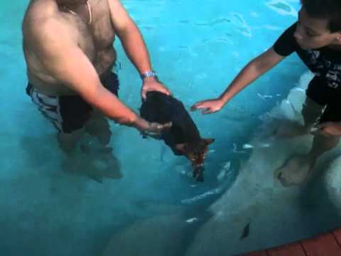 Porscha Bengal Cat Swimming