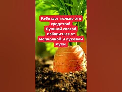 Работает только это средство! Лучший способ избавиться от морковной и ...