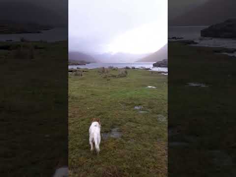 Sprocker Spaniel gundog