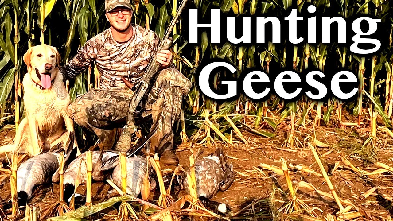 Illinois Early Goose Hunting YouTube
