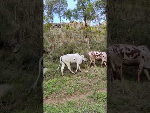 white bull and cow 🐄 big bull and cow 🐮 viral shorts 😂 YT shorts