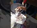 இவ்ளோ கணவா மீனும் 200 ரூபாய் தான் friends#food#seafish#shorts#trending#new