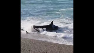 Killer whale comes up shore to kill it's prey, Seal