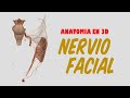 ANATOMIA EN 3D - NERVIO FACIAL (ORIGEN, TRAYECTO, RAMAS)