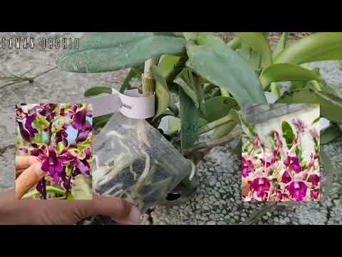 Video: Orchid Garden (Bali Orchid Garden) popis a fotografie - Indonésie: Denpasar (ostrov Bali)