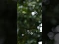 CB Soreide - Memories under the stars #music #ambient #rain #shortsviral #nature #shorts