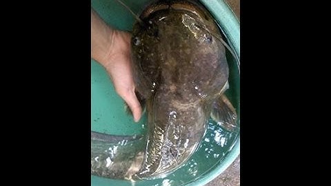 Câu cá nheo khá to | Cận cảnh con cá khi bị tóm gọn | 2016