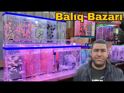 Təzə Bazar Akvarium Balıqların satışı 09.04.23 @mubarizemintv2271 YENİ Çəkiliş 👍#Chickenmarket