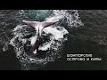 Шантарские Острова Гренландские киты