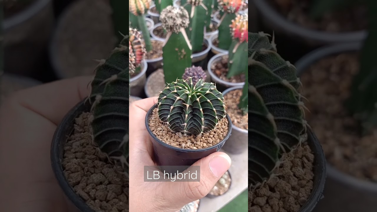 LB hybrid | AT cactus