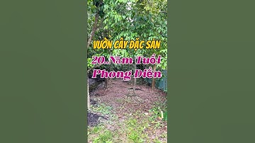 BÁN ĐẤT VƯỜN CÂY BÁN TRÁI PHONG ĐIỀN #linhcantho #batdongsan #nhadep #bdscantho #bds #cantho