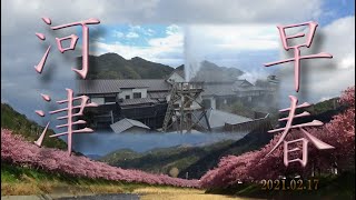 河津峰温泉大噴湯と河津桜めぐり　2021 02 17