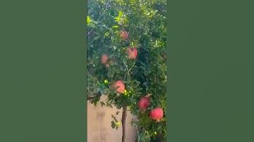 سورة الكهف ☘️يوم الجمعة #قرآن #يوم_الجمعة #الكهف