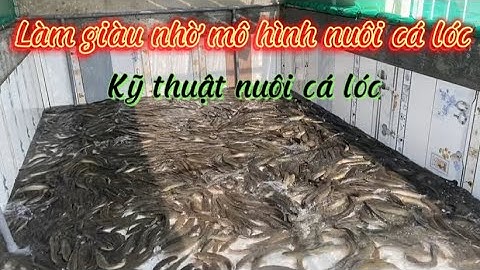 Kỹ thuật nuôi cá lóc