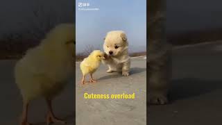 Cuteness overload #amazing #foryou