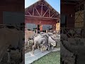 Tarzan travel