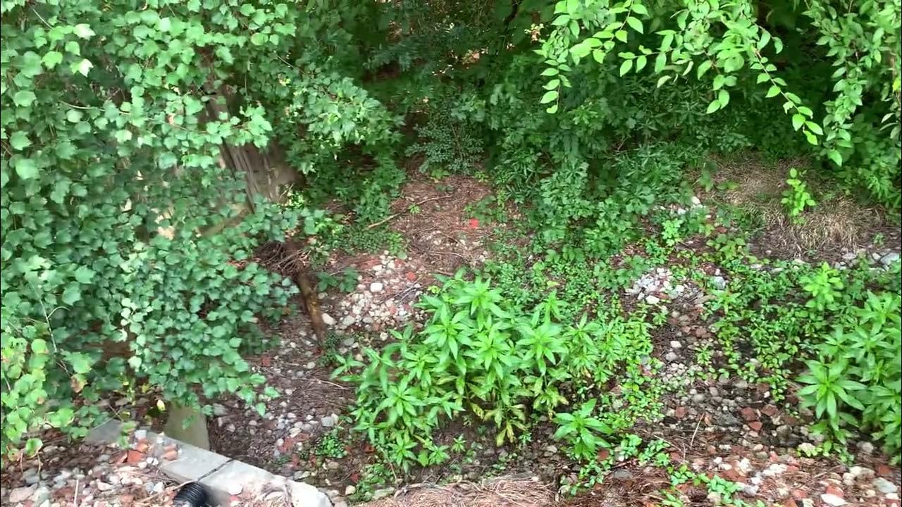 First application of RM43 Total Vegetation Control. Part two soon YouTube