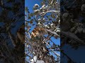 MOUNTAIN LIONS AND CEDAR TREES! #treed #cedars #hounds #houndhunting #houndsmen #cougar #lion #puma