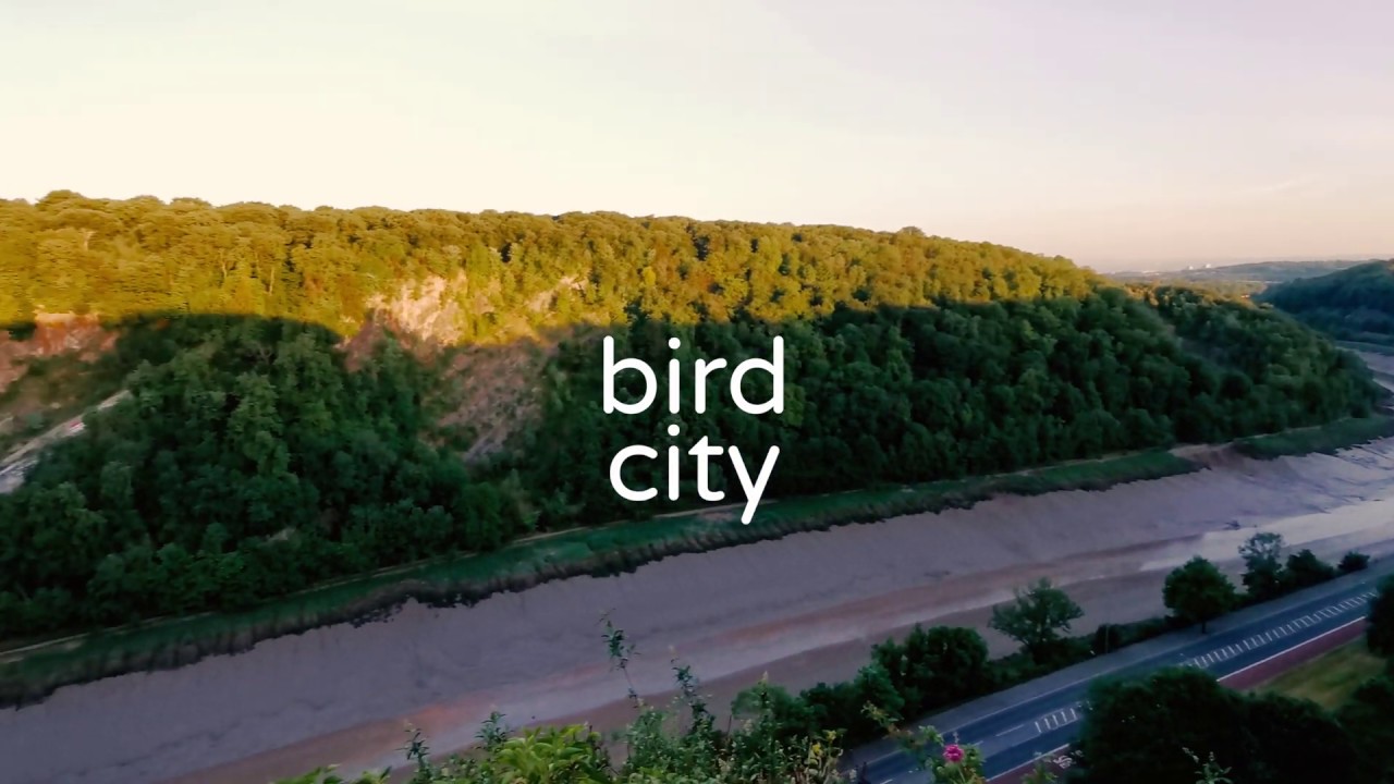 bird city