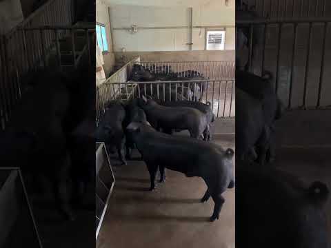 Black Pig Farm