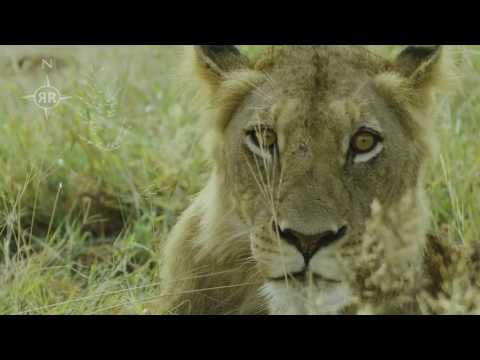 Video: Wildlife of Africa, zijn kenmerken en beschrijving
