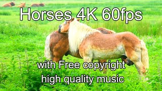 Horses 4K 60Fps, Music High Quality Free Copyright