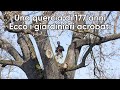 Modena, una quercia secolare. Tree climbing: quando la potatura è acrobatica