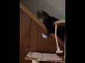 يا ابن اللاعيبة😲 #لايك #cat