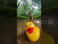 POV: You're a rubber duck, and you've just realized you're being hunted. #cat