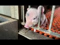 ちっちゃい挟まりぶた