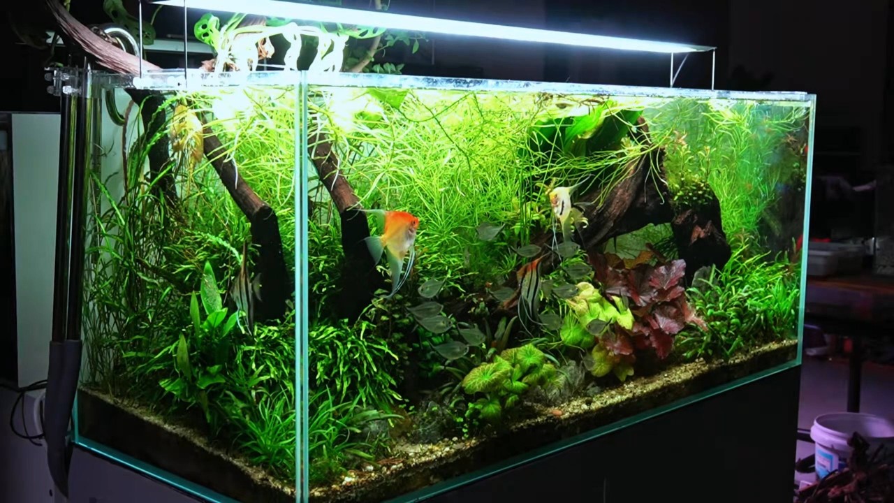 One Year Transformation of My Self-Sustaining Ecosystem Aquarium