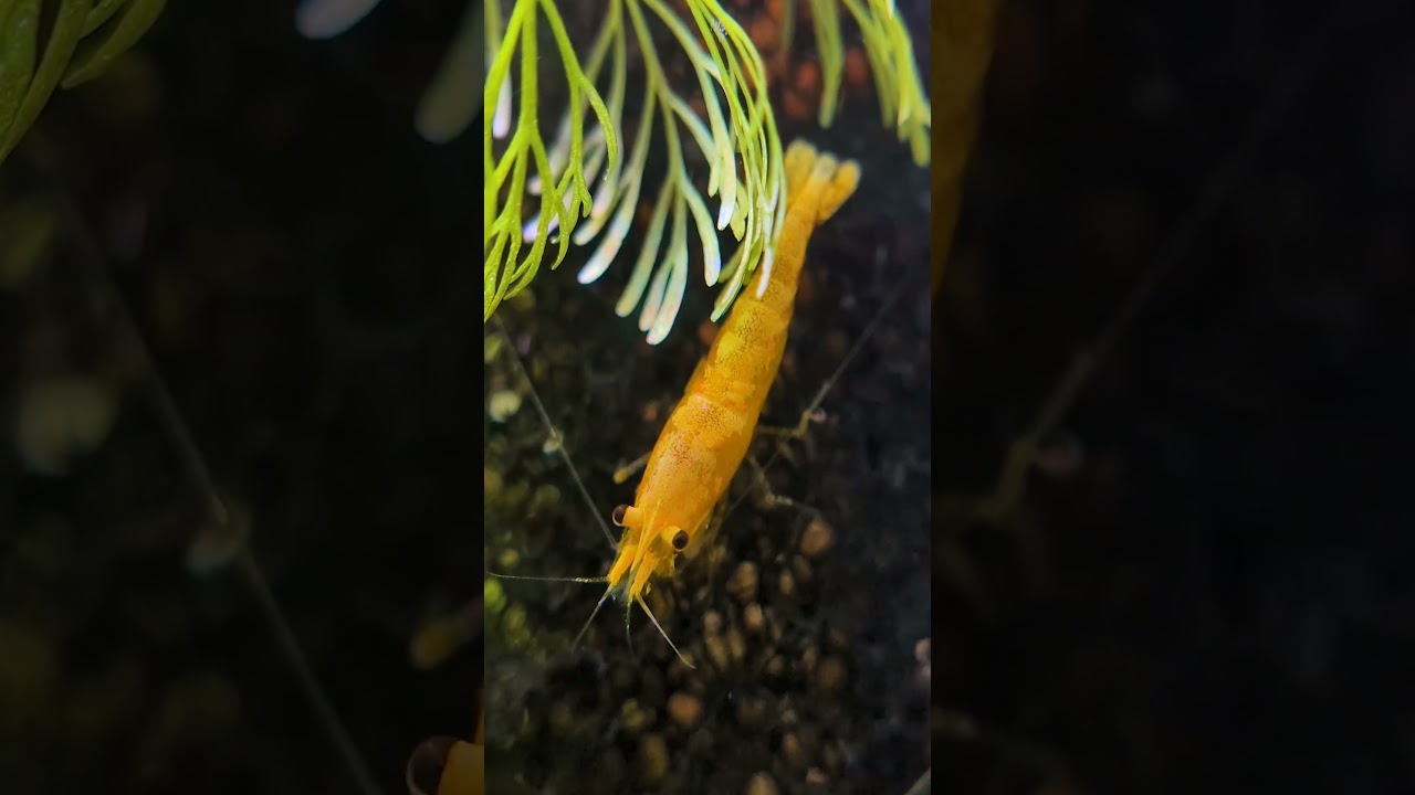 The #1 Way To Avoid A BAD Batch Of Shrimp Or Fish!