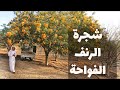 مزرعة الدكتور أحمد قشاش البيئية ج2 شجرة الرنف العضب  